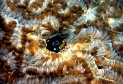 It is a great pleasure to find this small gobies in the n... by Viora Alessio 
